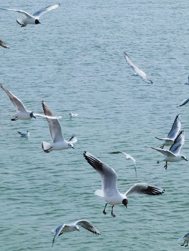烏海旅遊｜初夏觀鳥 五一在烏海湖畔遇見紅嘴鷗