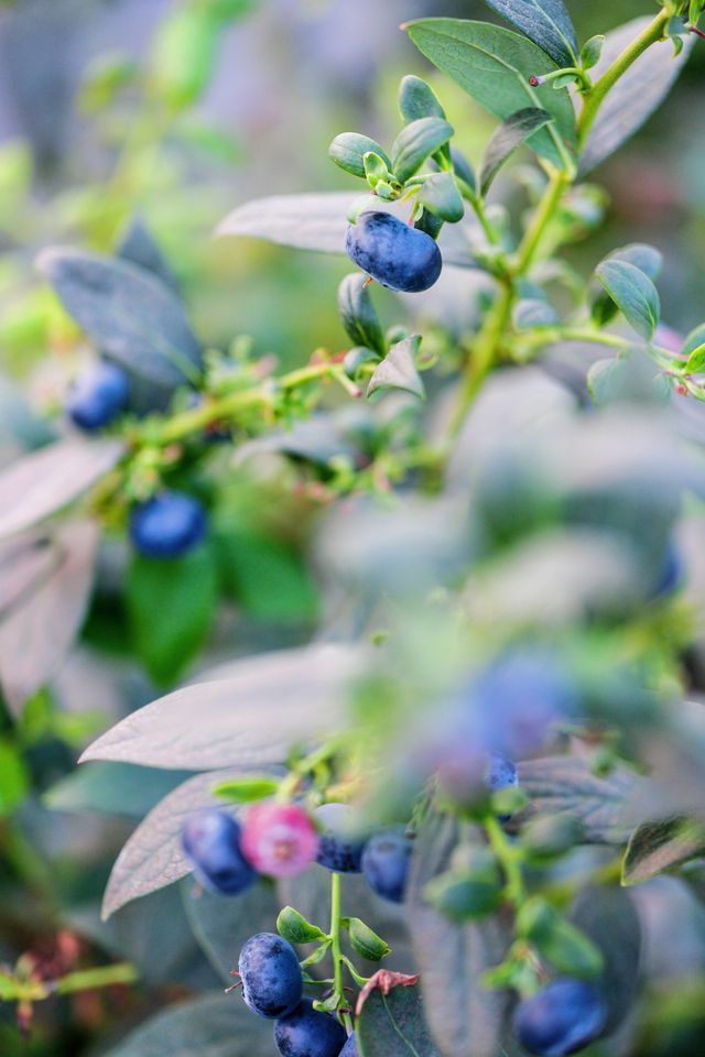 廣州週末遛娃，實現藍莓自由！
