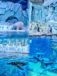 來青島怎能不去極地海洋公園呢！