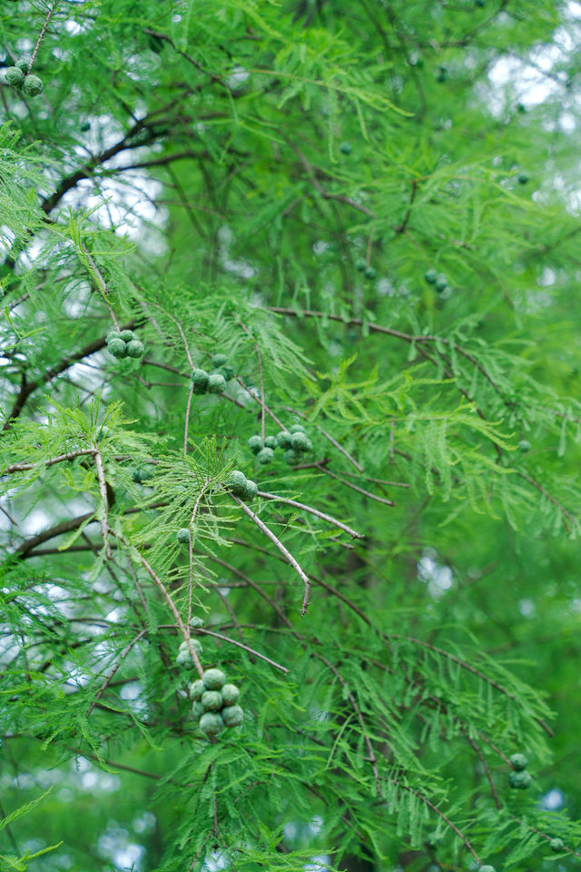 千燈湖有心事嗎這麼美的花海都不宣傳