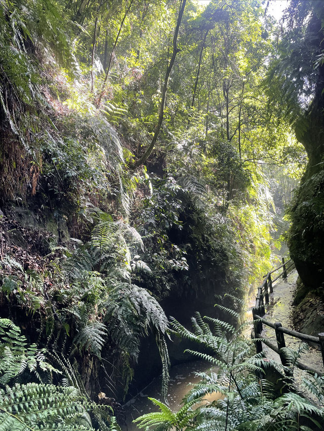 秘境叢林探險～邂逅一場太陽雨