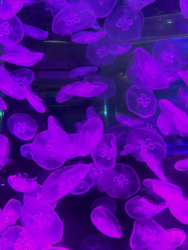 濟南遛娃 | 融創海世界逛一整天~