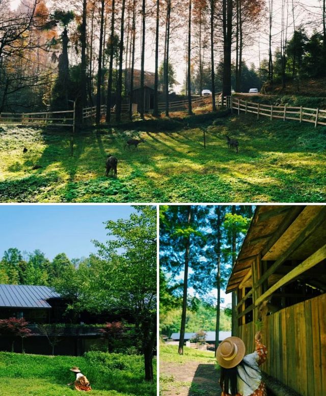青城山·路之青城川西古宅打造森林私湯居所