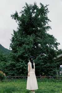 一億人在新疆，獨我在留壩享受22­°C的野夏！