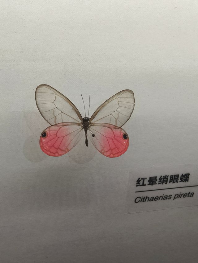 致·好奇心-DK50周年自然百科典藏展