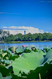 漫步西海濕地公園感受北京的秋水長天