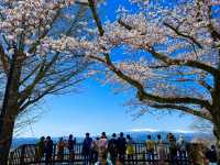 白石川一目千本櫻