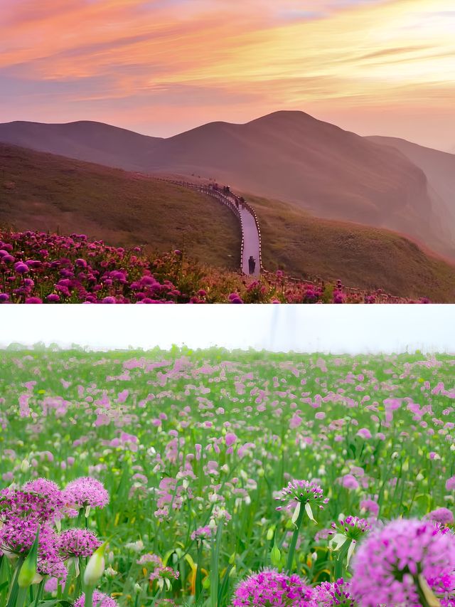 貴州屋脊上的夢幻花海——韭菜坪。