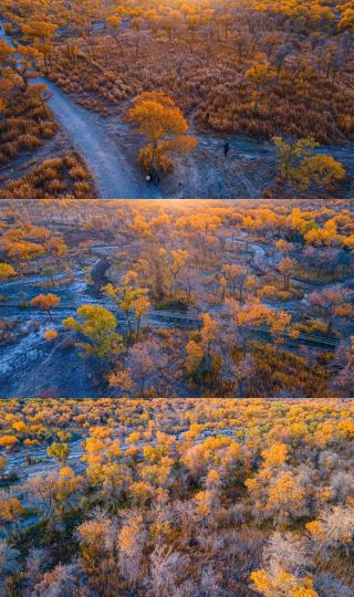 Aerial view of Jinhu Poplar Forest - Southern Xinjiang Poplar Season [2].