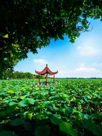 金湖｜萬畝荷花蕩🪷。