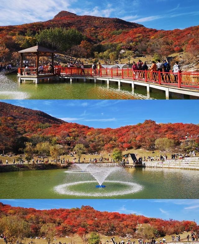 北京周邊楓葉。 北京周邊楓葉。