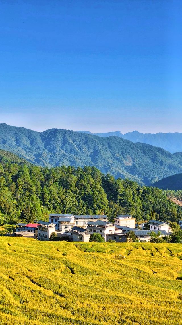 風吹麥浪好治癒。