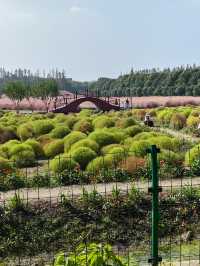 可以衝嘉北郊野公園的稻田（附保姆級攻略）。