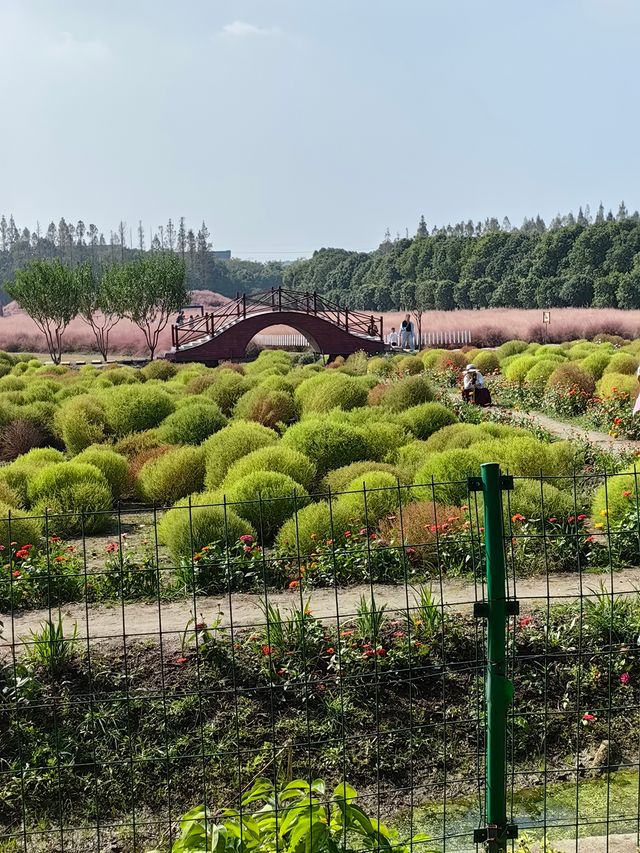 可以衝嘉北郊野公園的稻田（附保姆級攻略）。