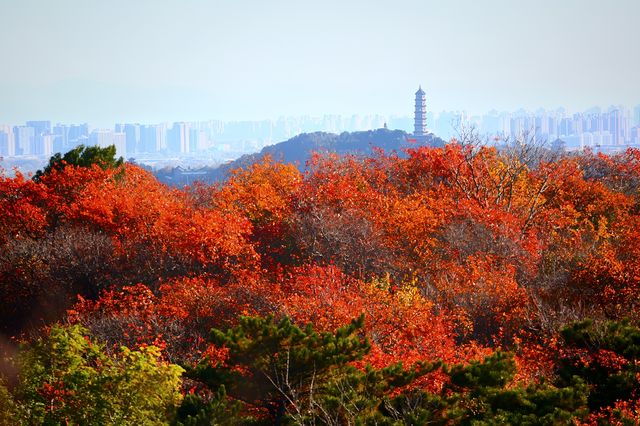 紅葉簇擁的大北京！想拍？等明年秋天！