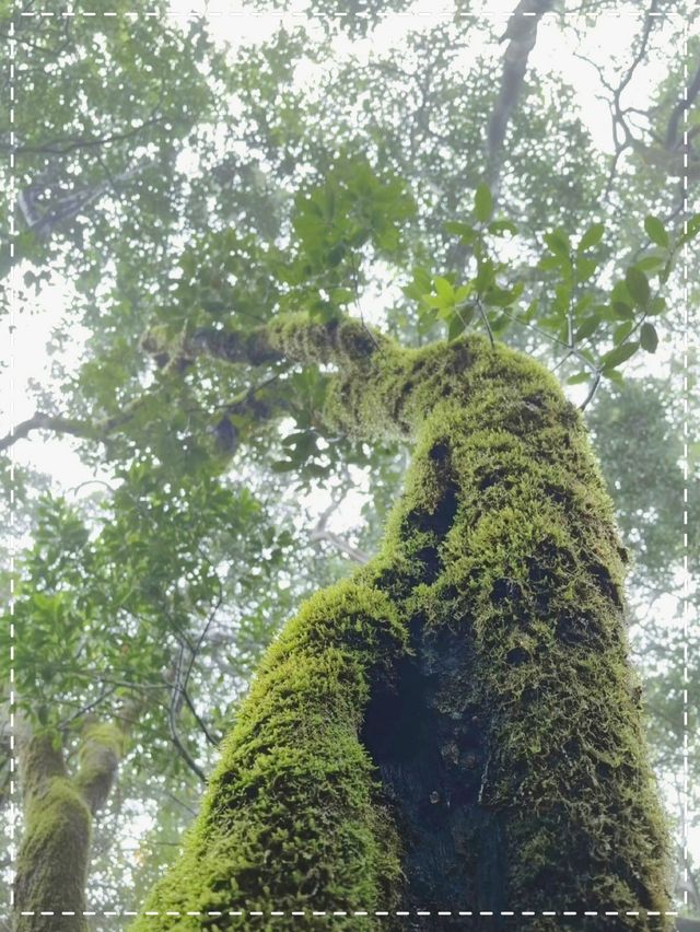 德化石牛山景區｜青山水瀑 獨特韻味。