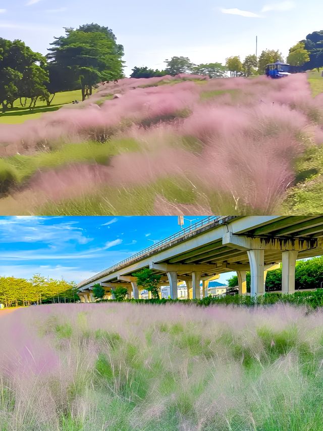 周末去哪玩|打卡深圳最美粉黛花海。