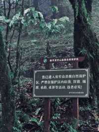 哀牢山保姆級攻略1.0🌳帶你領略自然之美