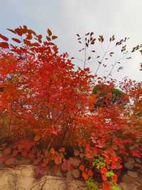 濟南紅葉谷：秋意盎然的視覺盛宴