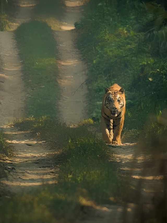 尼泊爾奇特旺亞洲野生動物觀賞公園。