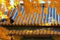大阪難宗寺銀杏