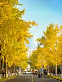 成都！四川大學望江校區的銀杏濃度已達10000%！