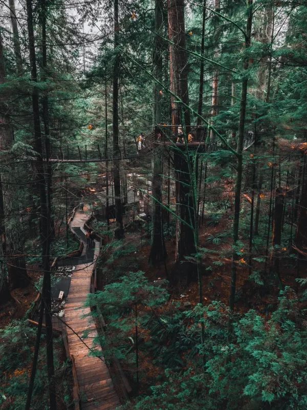 Discover the Capilano Suspension Bridge in Vancouver