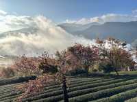 大理無量山·櫻花谷