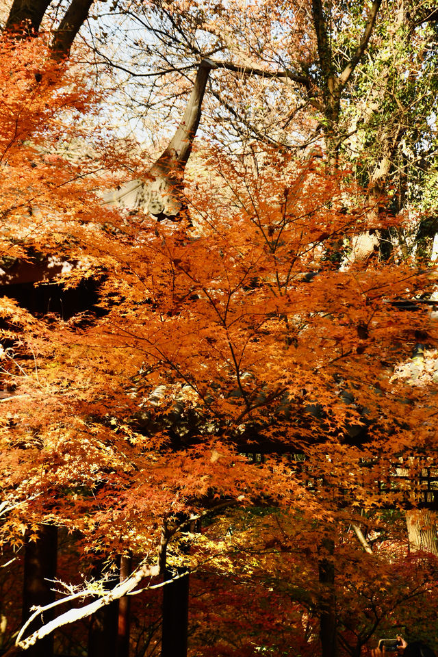 南京·棲霞山 | 漫山紅遍 層林盡染