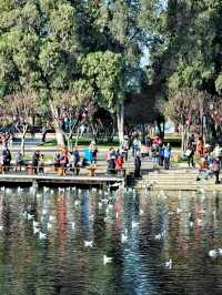 答應我這個冬天一定要來大觀公園打個卡