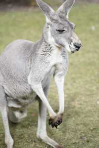 打卡澳大利亞考拉王國：凱維森動物園