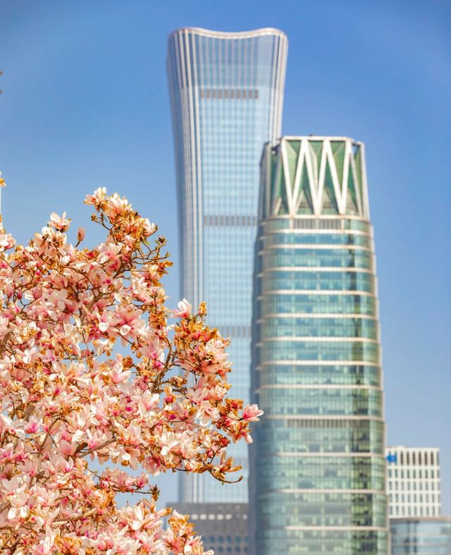 2025北京三月踏春|開花日期&機位|別錯過