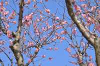 桂林西山公園的臘梅開啦 