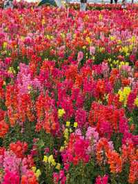 🌸 珠海的夢幻花海 - 花海長廊 🌸