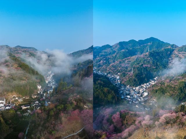 接下來的十天，將是這個村子一年中最美的時間