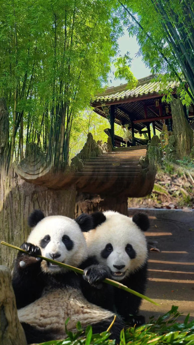 成都！藍花楹浪漫來襲！錯過等一年合集攻略
