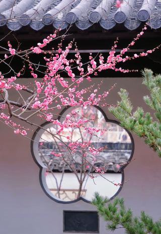 NanjingⅠA Dream Woven of Plum Blossoms in Late Winter and Early Spring