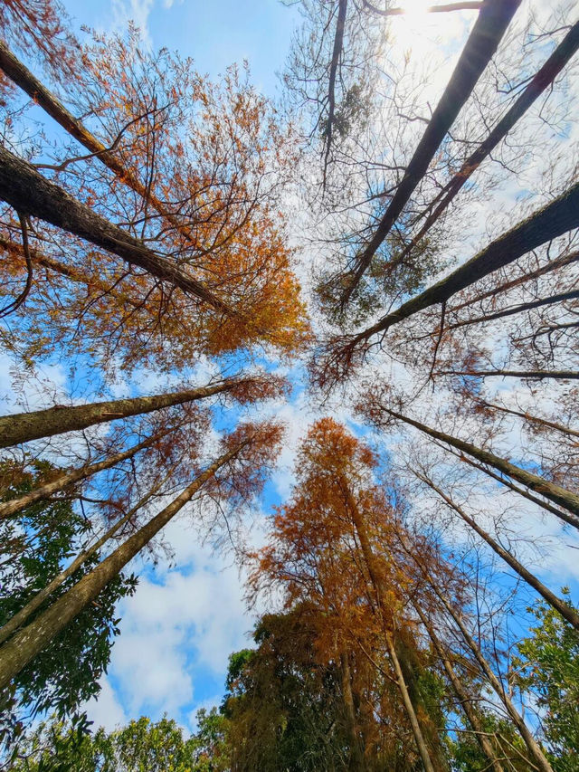 😍愛慘了深圳這個秘境公園，冬日山海美景太治癒啦✨