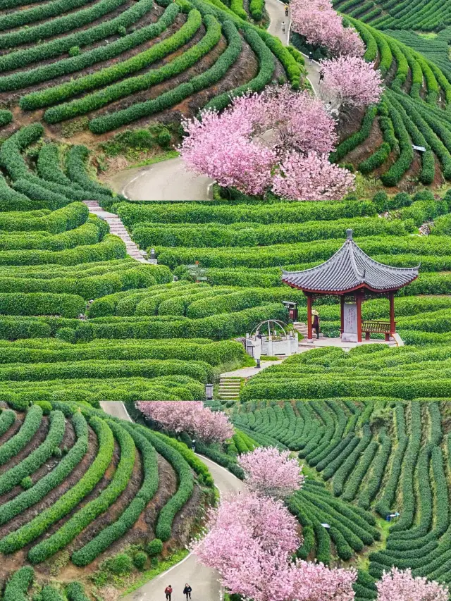 The Ultimate Guide to Hangzhou After 8 Visits, Spring Edition