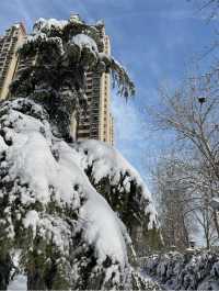 2025年的第一場春雪～美呆啦！