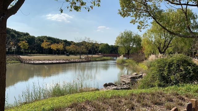 上海嘉北郊野公園嘅秋季遊記：金色稻田與田園風光