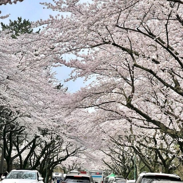 為了 4 月的櫻花海，我特意飛了趟濟州島🌸