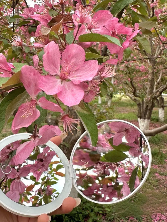 西安最美的海棠花海真係靚到暈低