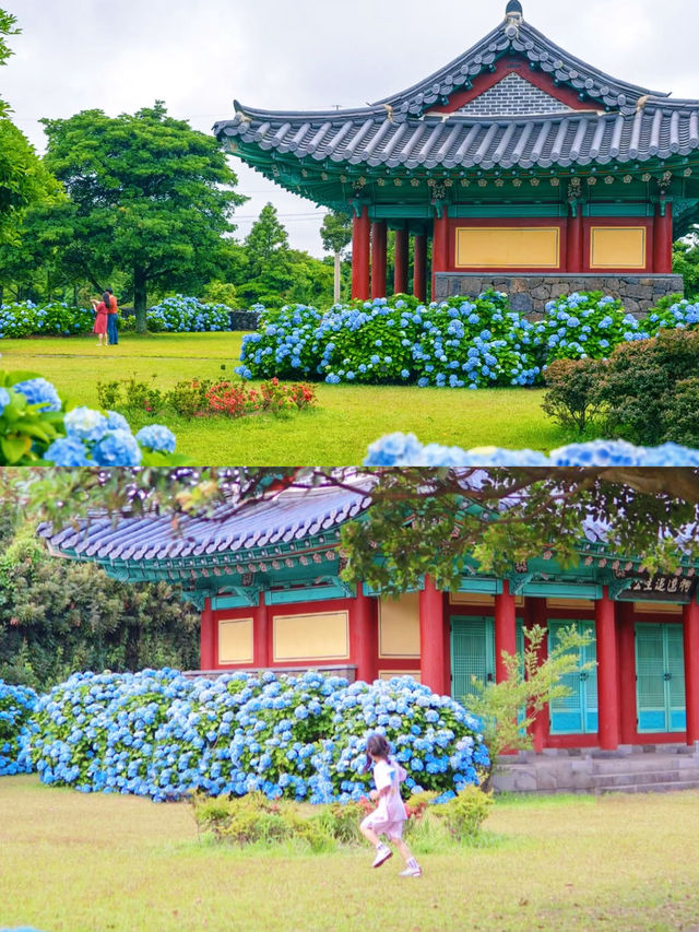 春日繡球花地圖：濟州島篇