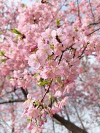 🌸 上海辰山植物園的河津櫻開了！ 