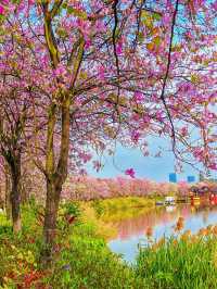 踏入海珠國家濕地公園，在濕地的靜謐中聆聽自然的淺吟低唱