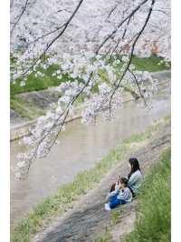 Discover the Hidden Cherry Blossom Gem of Saho River in Nara