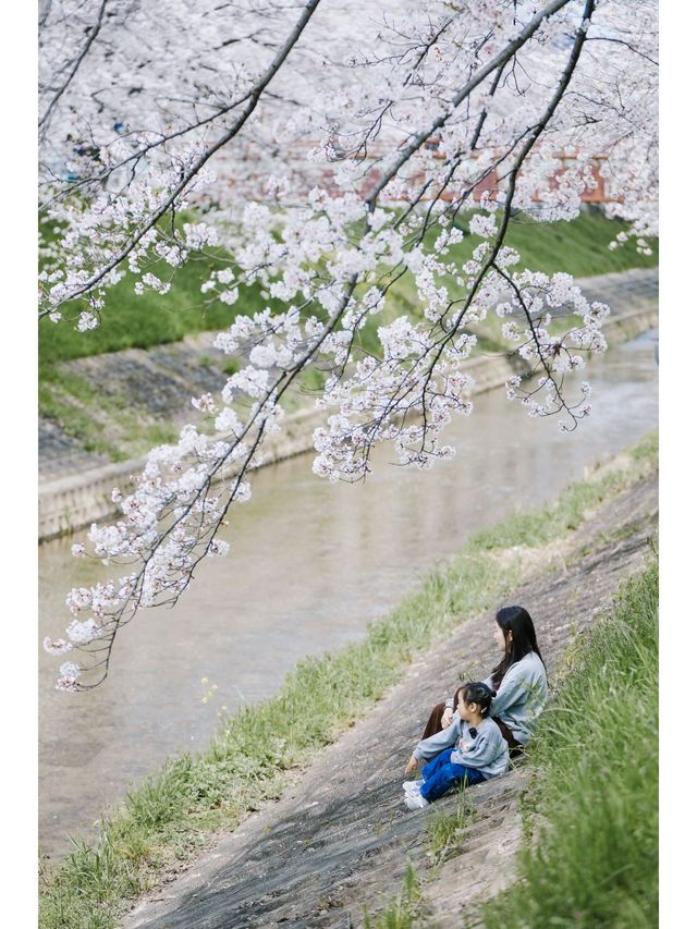 Discover the Hidden Cherry Blossom Gem of Saho River in Nara