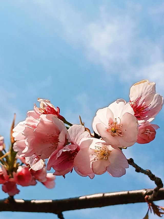 花為媒，南浦大橋你就「娶」咗佢啦！