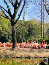 上海野生動物園：與動物共度難忘時光